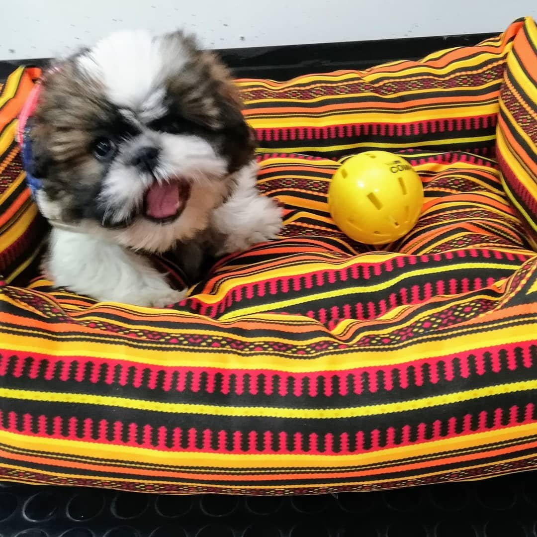 Cachorro shih tzu jugando sobre una cama rayada de Rastro Canino