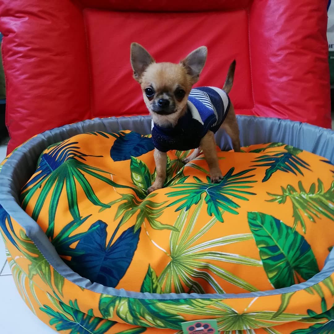 Chihuahua sobre un moisés de cuero rojo con almohadón estampado